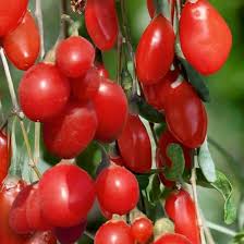 Live Goji Berry Plant Bush for Planting, Goji Berry Ready to Plant, 4 to 10 Inc Tall, Come In Pot, Goji Berries Tree Plant Live - Image 7