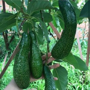Grafted Long Neck Avocado Plant Live Tree In Pot, No CA, Long Neck Avocado Trees Live Plants