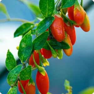 Set 3 Live Goji Berry Plants Bushes for Planting, Goji Berry Ready to Plants, 4 to 10 Inc Tall, Come In Pot, Goji Berries Trees Plants Live