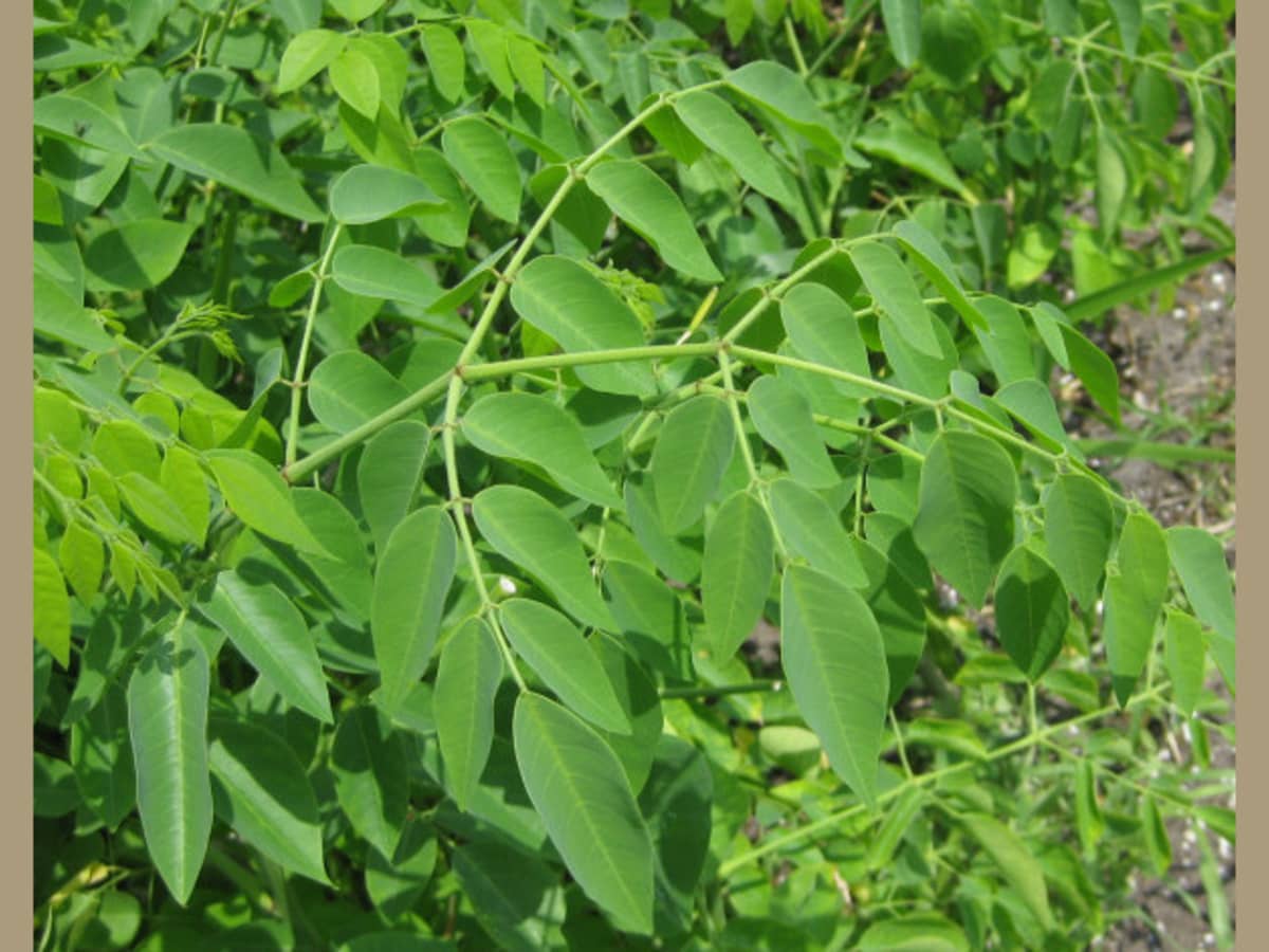 Set 2 Moringa Trees, Moringa Live Plants, Moringa Plants Live, Drumstick Tree, Horseradish Tree, Herb Moringa Plants for Planting, No Pot