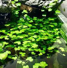 Japanese Dwarf Pennywort Aquarium Plants Live, 1 Bundle Aquatic Plants, No Root, 5 to 7 Stems, Live Aquarium Plants, Freshwater Aquarium for Planting