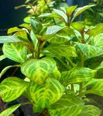 Ludwigia Aquarium Plants Live, 1 Bundle Round Leaf Ludwigia Aquatic Plants, No Root, 5 to 7 Stems, Live Aquarium Plants, Freshwater Aquarium for Planting