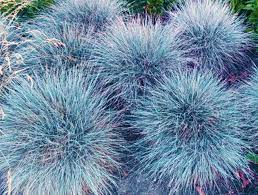 2 Ornamental Grasses Live Plant Perennial in Pot, 6-8 Inches Tall from Pot, Blue Fescue Plant, Miscanthus Grass Plant