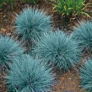 Blue Grass Live Set 2 Plants 6 to 8 Inc from Bottom Pot, Blue Fescue Grass Plant in Pot, Blue Fescue Ornamental Grass, Miscanthus Grass
