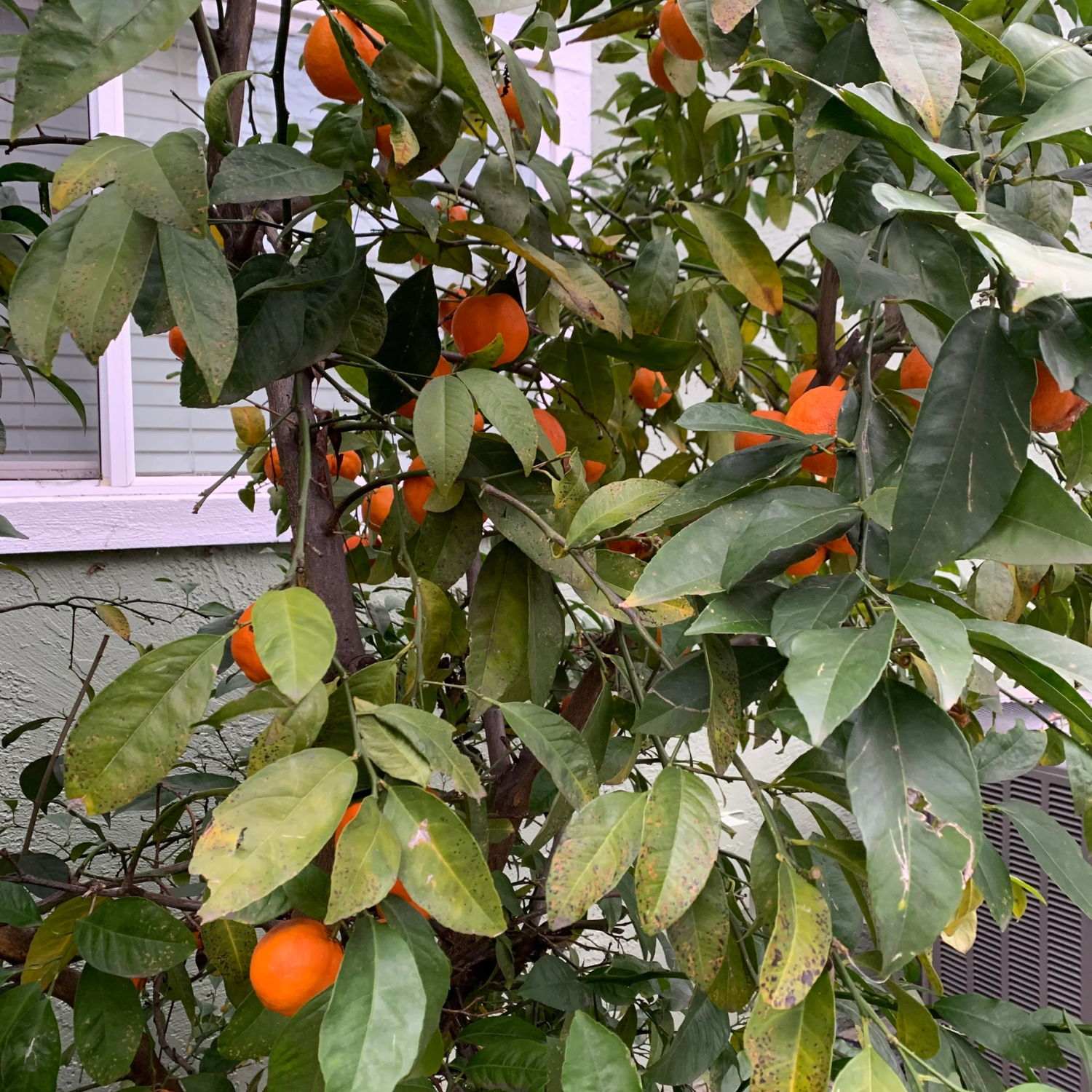 Blood Orange Tree Dwarf, Orange Plant Live, Grafted Citrus Tree 2 To 3 Feet Tall In 1 Gallon Pot, Sweet Fruit Tree For Planting No Ship To CA, HI, PR, GU, AK - Image 6