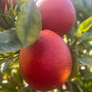 Blood Orange Tree Dwarf, Orange Plant Live, Grafted Citrus Tree 2 To 3 Feet Tall In 1 Gallon Pot, Sweet Fruit Tree For Planting No Ship To CA, HI, PR, GU, AK