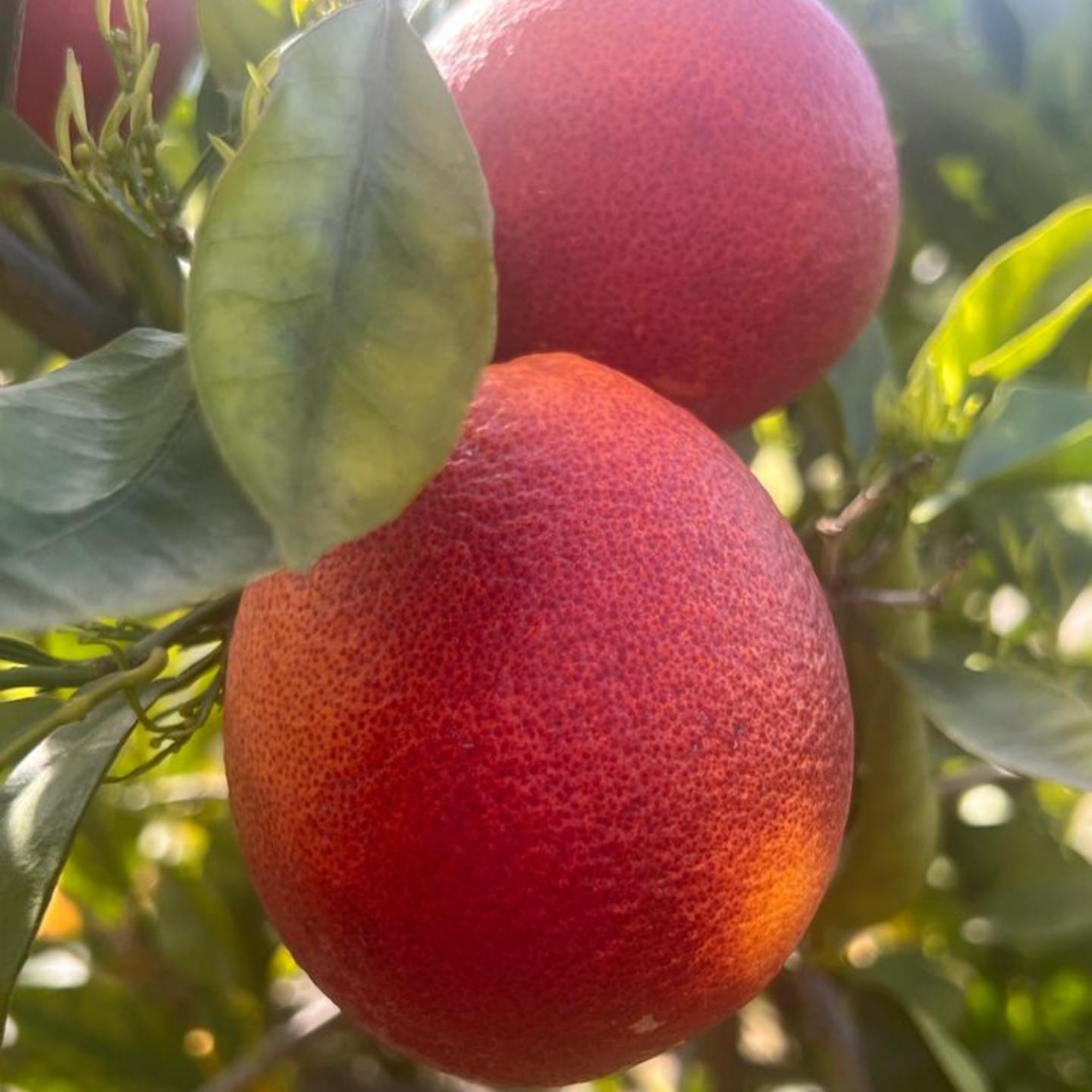 Blood Orange Tree Dwarf, Orange Plant Live, Grafted Citrus Tree 2 To 3 Feet Tall In 1 Gallon Pot, Sweet Fruit Tree For Planting No Ship To CA, HI, PR, GU, AK