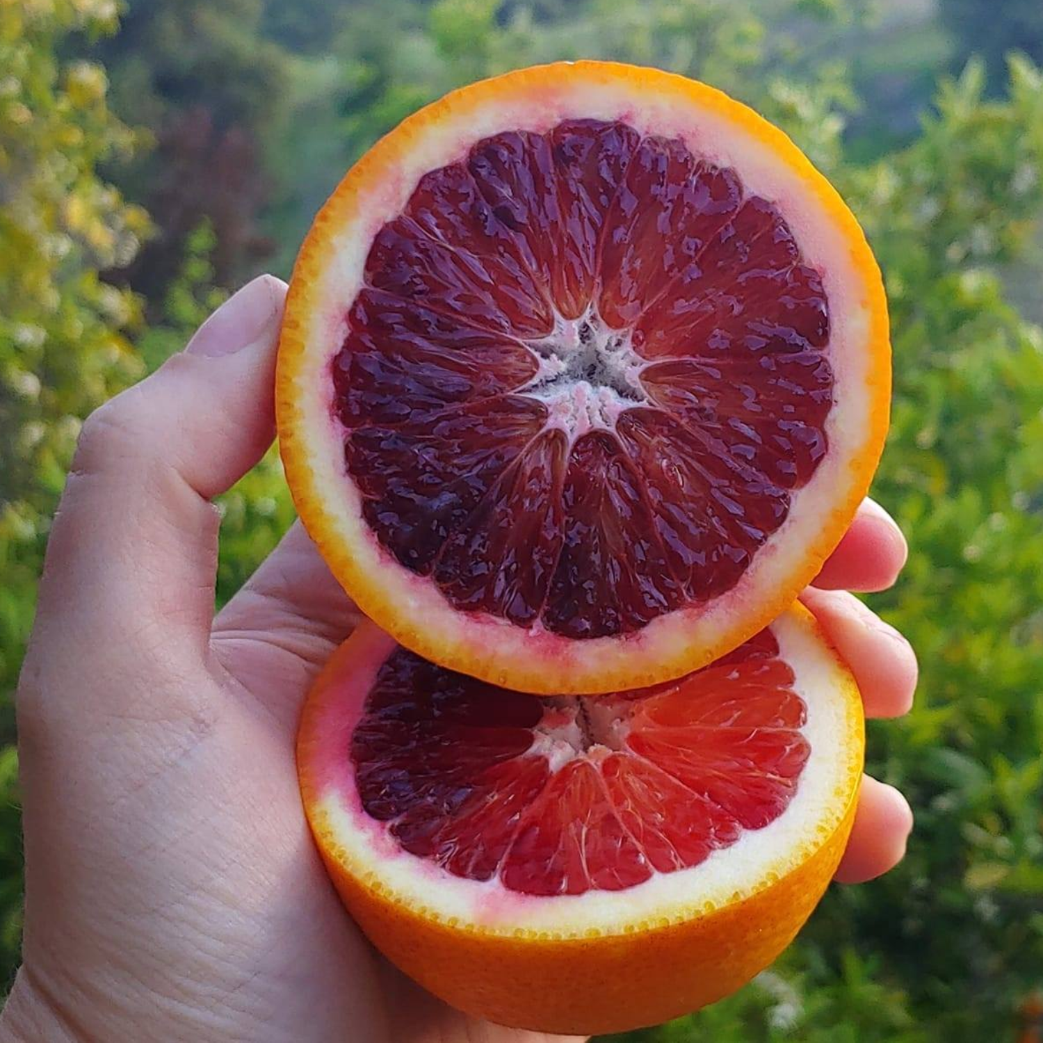 Blood Orange Tree Dwarf, Orange Plant Live, Grafted Citrus Tree 2 To 3 Feet Tall In 1 Gallon Pot, Sweet Fruit Tree For Planting No Ship To CA, HI, PR, GU, AK - Image 4