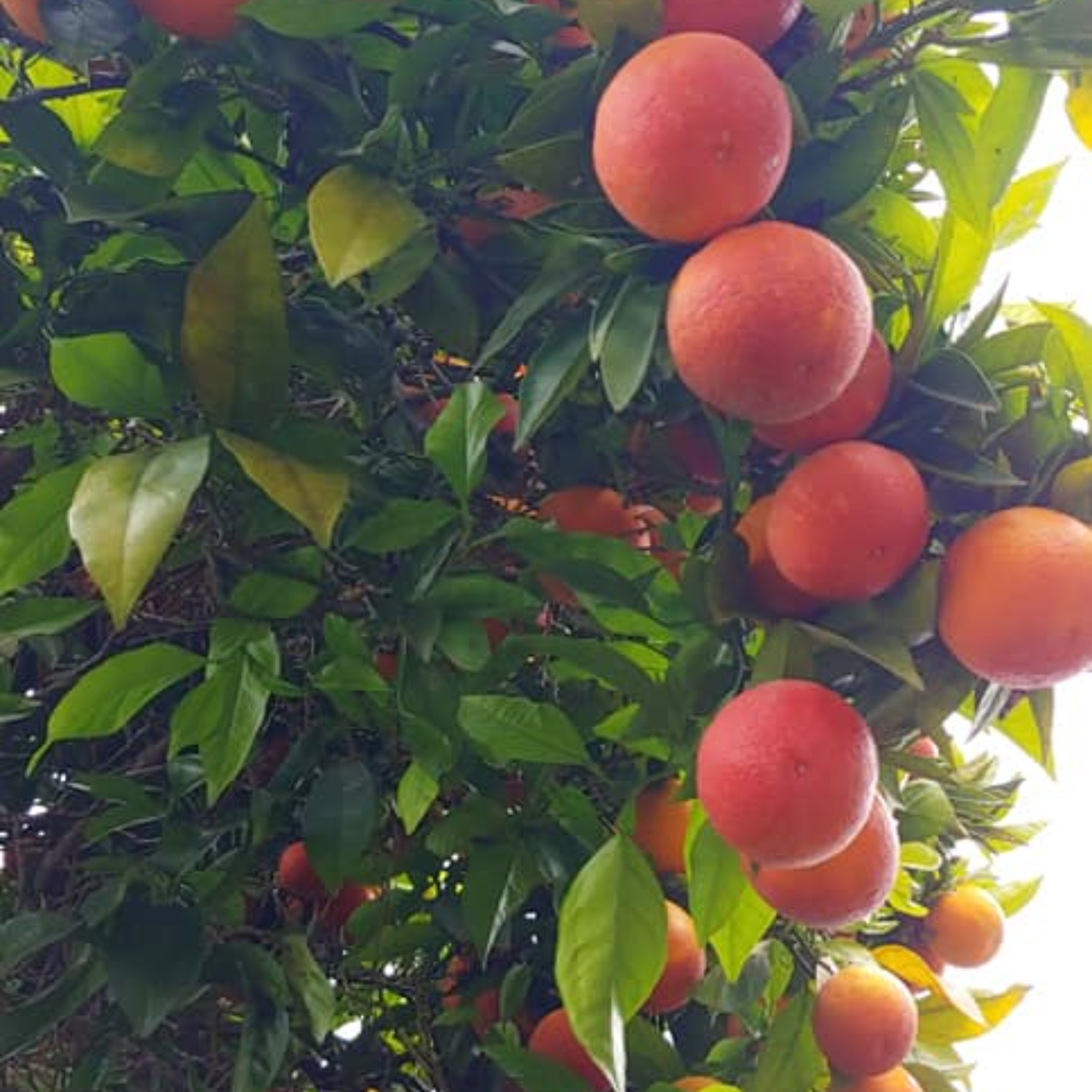 Blood Orange Tree Dwarf, Orange Plant Live, Grafted Citrus Tree 2 To 3 Feet Tall In 1 Gallon Pot, Sweet Fruit Tree For Planting No Ship To CA, HI, PR, GU, AK - Image 3