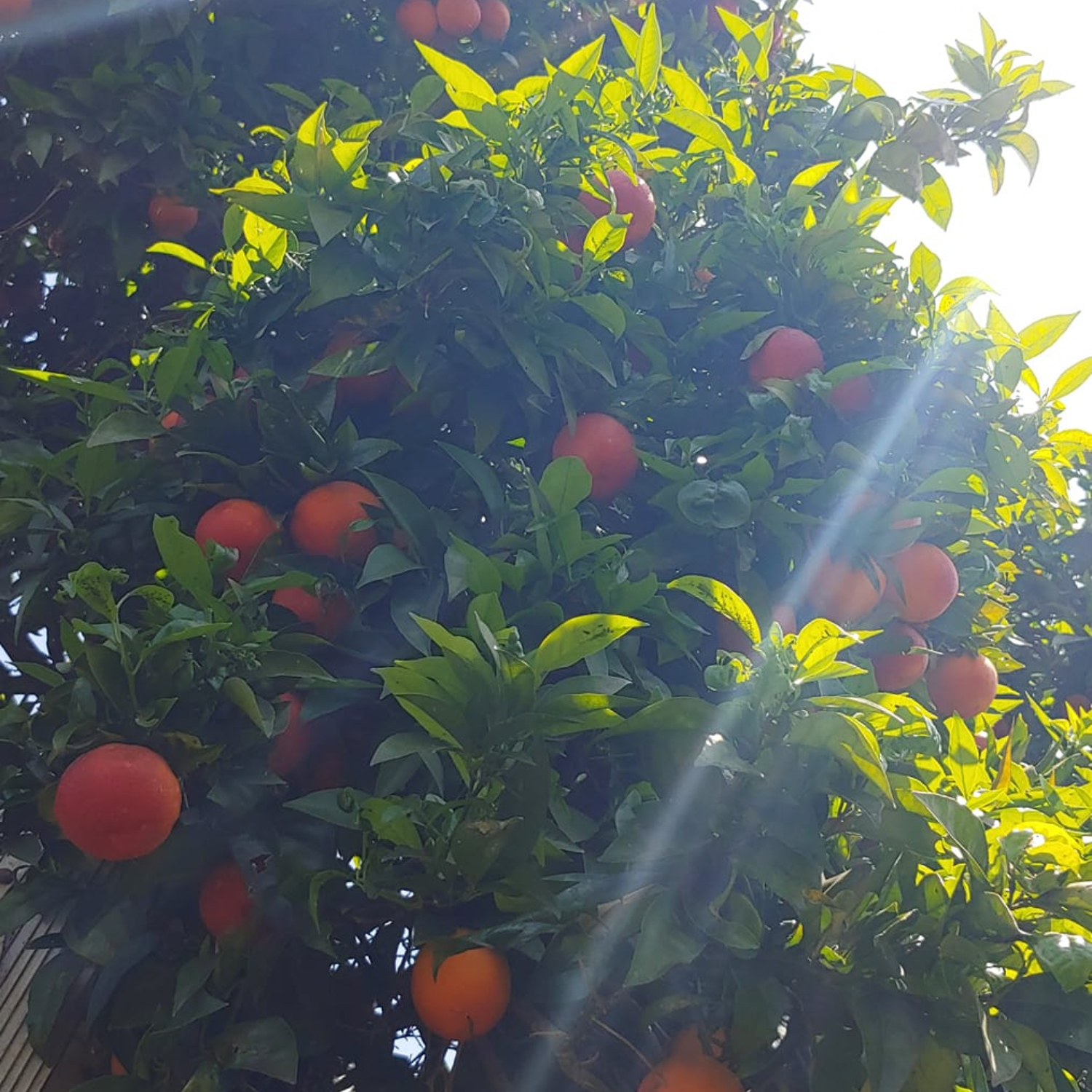 Blood Orange Tree Dwarf, Orange Plant Live, Grafted Citrus Tree 2 To 3 Feet Tall In 1 Gallon Pot, Sweet Fruit Tree For Planting No Ship To CA, HI, PR, GU, AK - Image 2