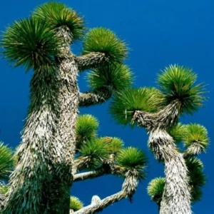 25 Joshua Tree Seeds "Largest Yucca Plant" Cact Cacti Succulent Very Rare