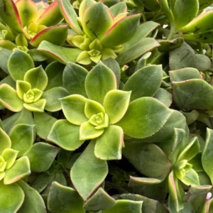 6 Large Cuttings Aeonium Decorum Succulent Plants, 2-4 Inches