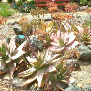 Aloe Striata Coral Exotic Garden Succulent Rare Cacti Desert Plant Seed, 25 Seeds