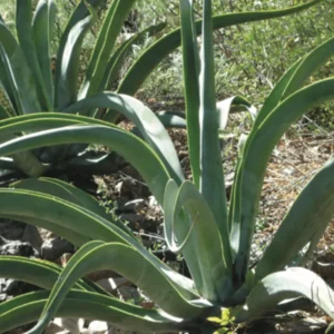Agave Vilmoriniana Octopus Agave Live Plant Rooted In 6 Inch Pot, 10-12 Inches