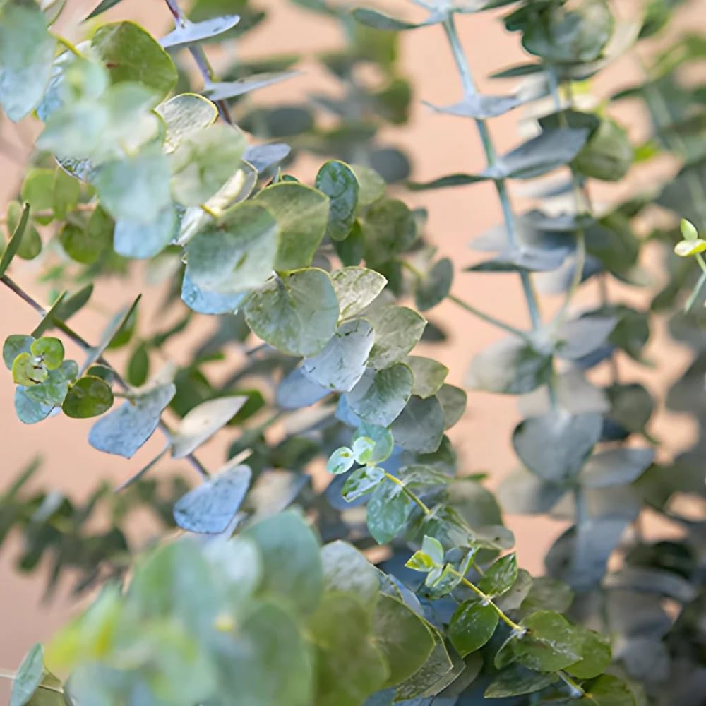 2 Parvifolia Eucalyptus Live Plants, Live Eucalyptus Plants, Eucalyptus Plants Live, Live Eucalyptus Trees, Live Eucalyptus Plant Indoor - Image 2