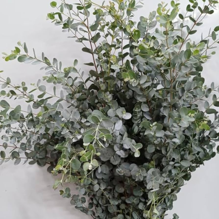 2 Parvifolia Eucalyptus Live Plants, Live Eucalyptus Plants, Eucalyptus Plants Live, Live Eucalyptus Trees, Live Eucalyptus Plant Indoor