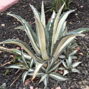 White Stripe Century Plant - Agave Americana 'Mediopicta’ In 6 Inch Pot