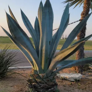 Agave Americana Blue Century Plant Pup, 6 Inch Pot, 5-7Inches Tall
