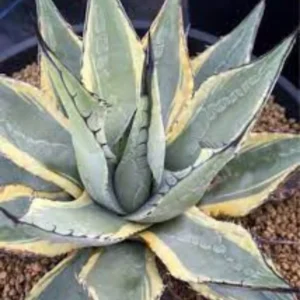 Agave Parryi Var Couesii Rooted Live Plant Rare 4 Inch Pot, 4-5 Inches