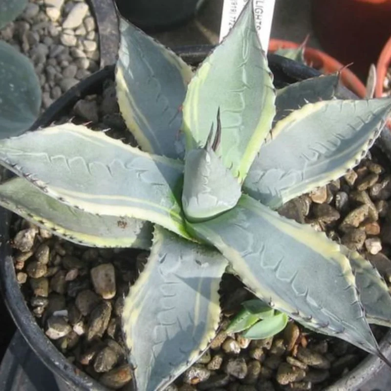 Agave Parryi Var Couesii Rooted Live Plant Rare 4 Inch Pot, 4-5 Inches