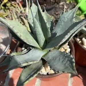 Agave Parryi Var Couesii Rooted Live Plant Rare 4 Inch Pot, 4-5 Inches