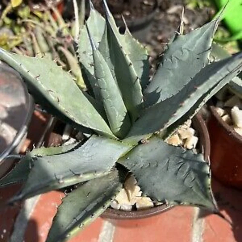 Agave Parryi Var Couesii Rooted Live Plant Rare 4 Inch Pot, 4-5 Inches