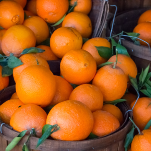 Navel Orange Tree Live Plant - Navel Orange Tree No Ship To CA, HI, PR, GU, AK - Navel Orange Fruit Tree Live Plant 2 To 3 Feet Height In Large Pot