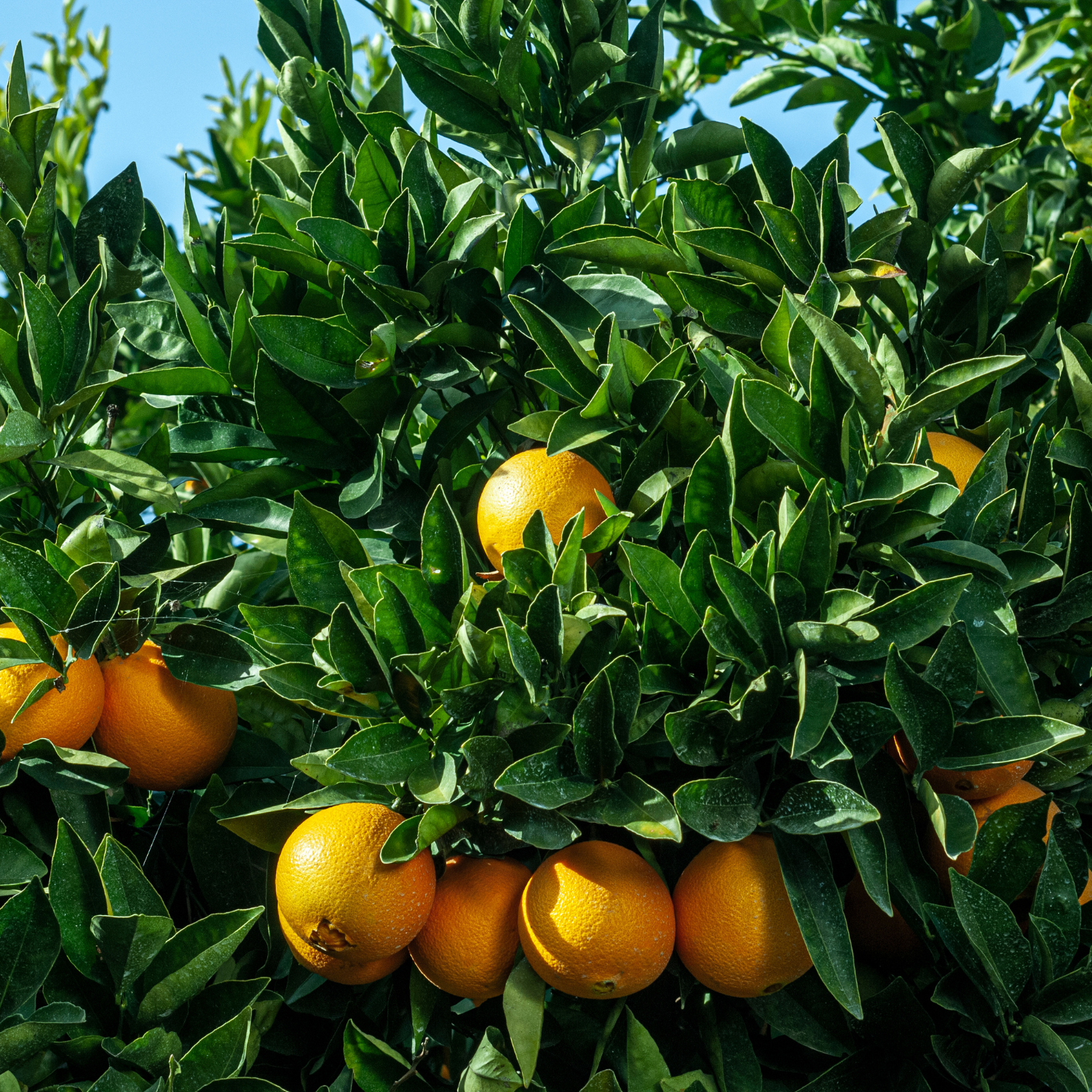 Navel Orange Tree Live Plant - Navel Orange Tree No Ship To CA, HI, PR, GU, AK - Navel Orange Fruit Tree Live Plant 2 To 3 Feet Height In Large Pot - Image 2