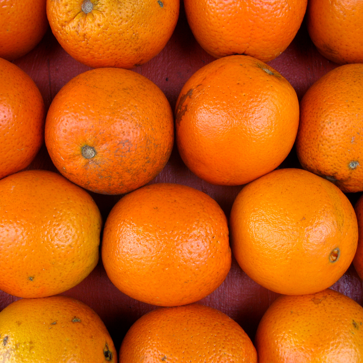 Navel Orange Tree Live Plant - Navel Orange Tree No Ship To CA, HI, PR, GU, AK - Navel Orange Fruit Tree Live Plant 2 To 3 Feet Height In Large Pot - Image 3