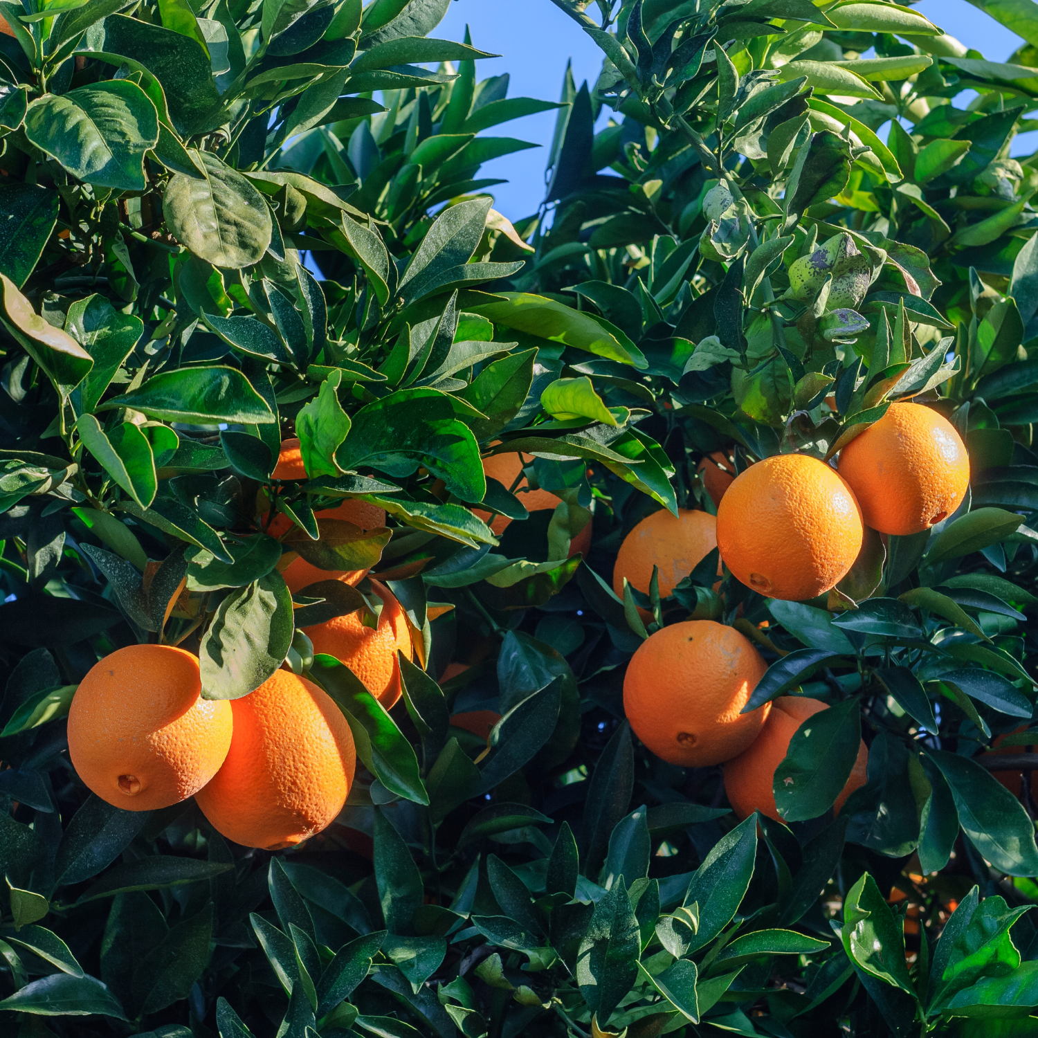 Navel Orange Tree Live Plant - Navel Orange Tree No Ship To CA, HI, PR, GU, AK - Navel Orange Fruit Tree Live Plant 2 To 3 Feet Height In Large Pot - Image 4