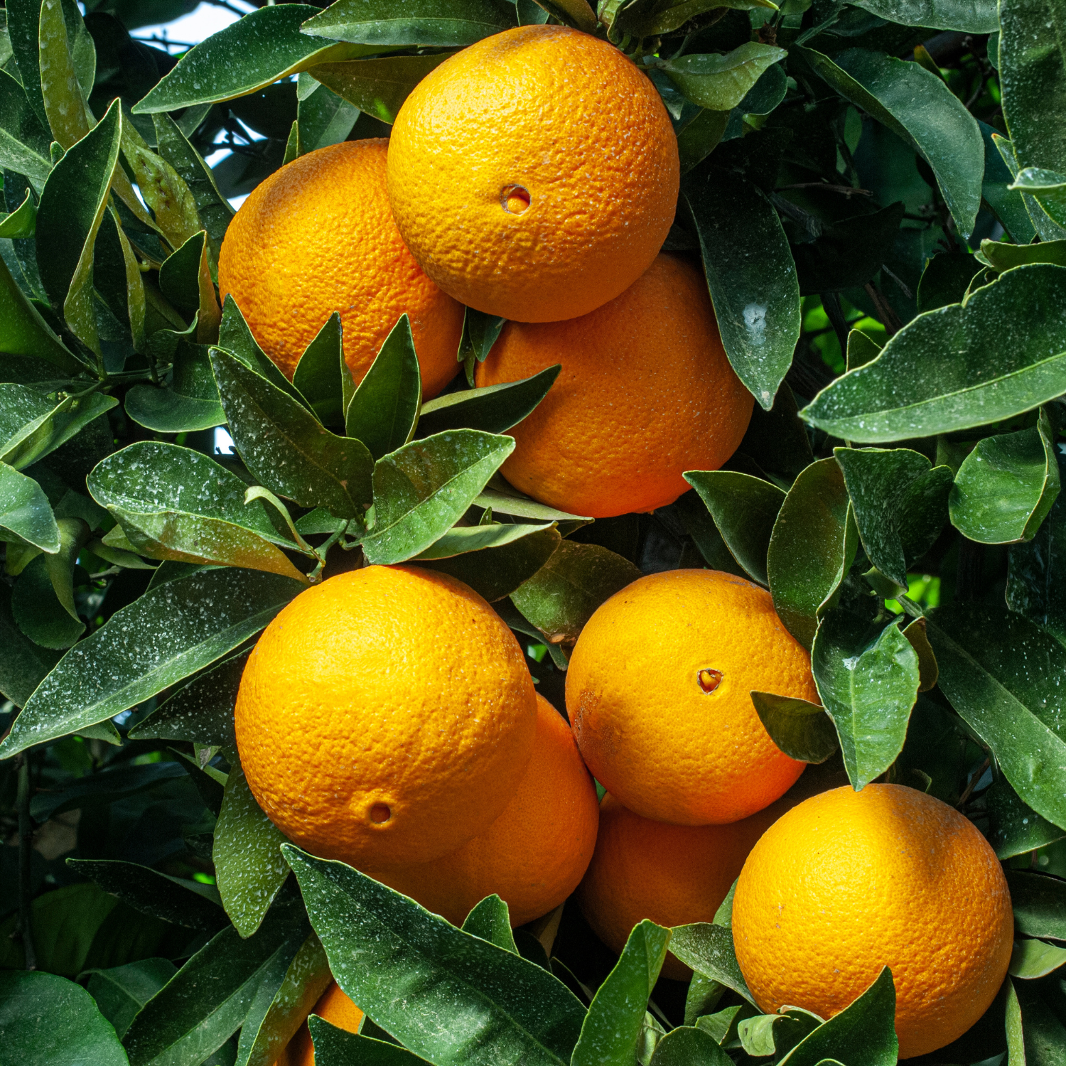 Navel Orange Tree Live Plant - Navel Orange Tree No Ship To CA, HI, PR, GU, AK - Navel Orange Fruit Tree Live Plant 2 To 3 Feet Height In Large Pot - Image 5