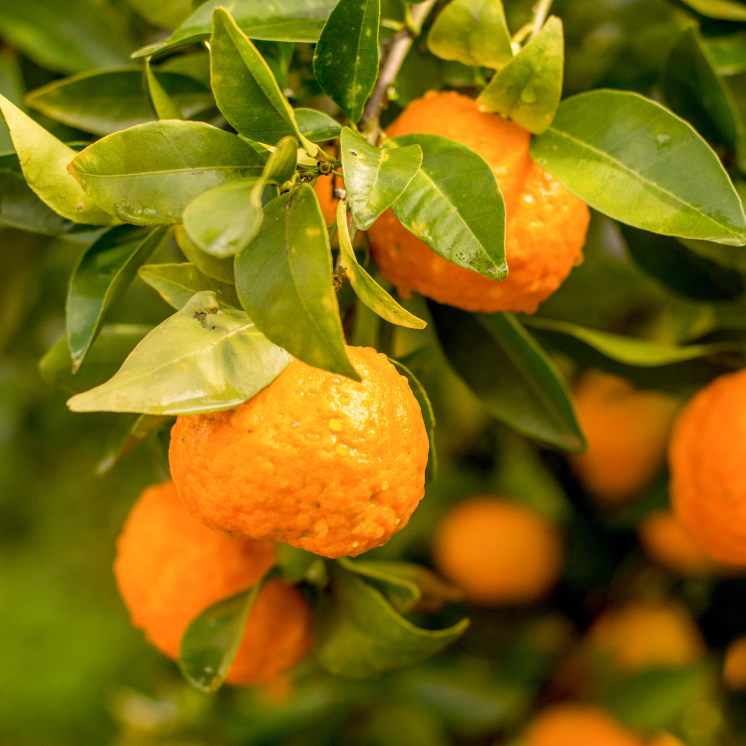 Live Ponkan Mandarin Tree, Mandarin Orange Tree Live Plant, Live Ponkan Mandarin Tree, Outdoor Mandarin Orange Tree From 2 Feet Tall In Large Pot