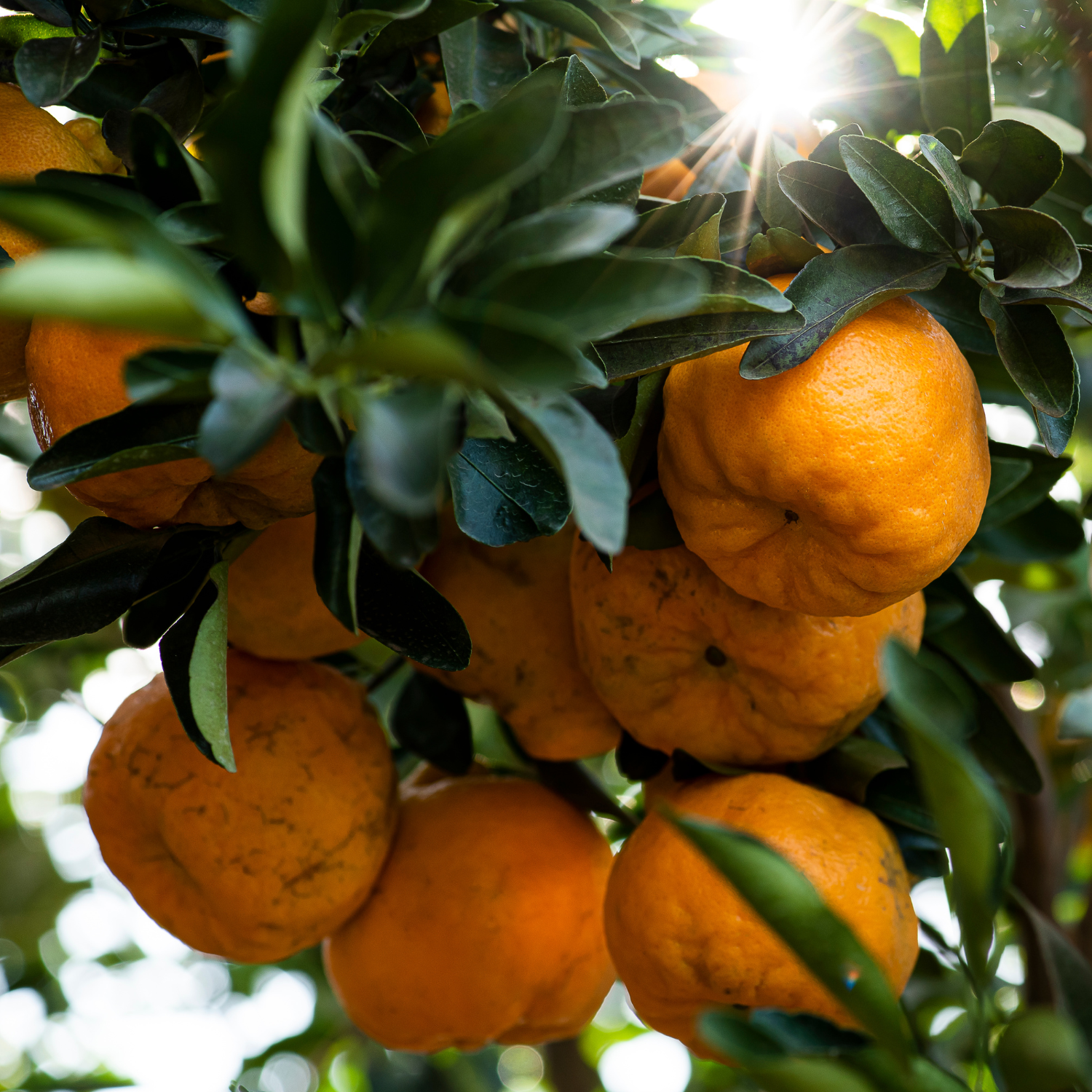 Live Ponkan Mandarin Tree, Mandarin Orange Tree Live Plant, Live Ponkan Mandarin Tree, Outdoor Mandarin Orange Tree From 2 Feet Tall In Large Pot - Image 2