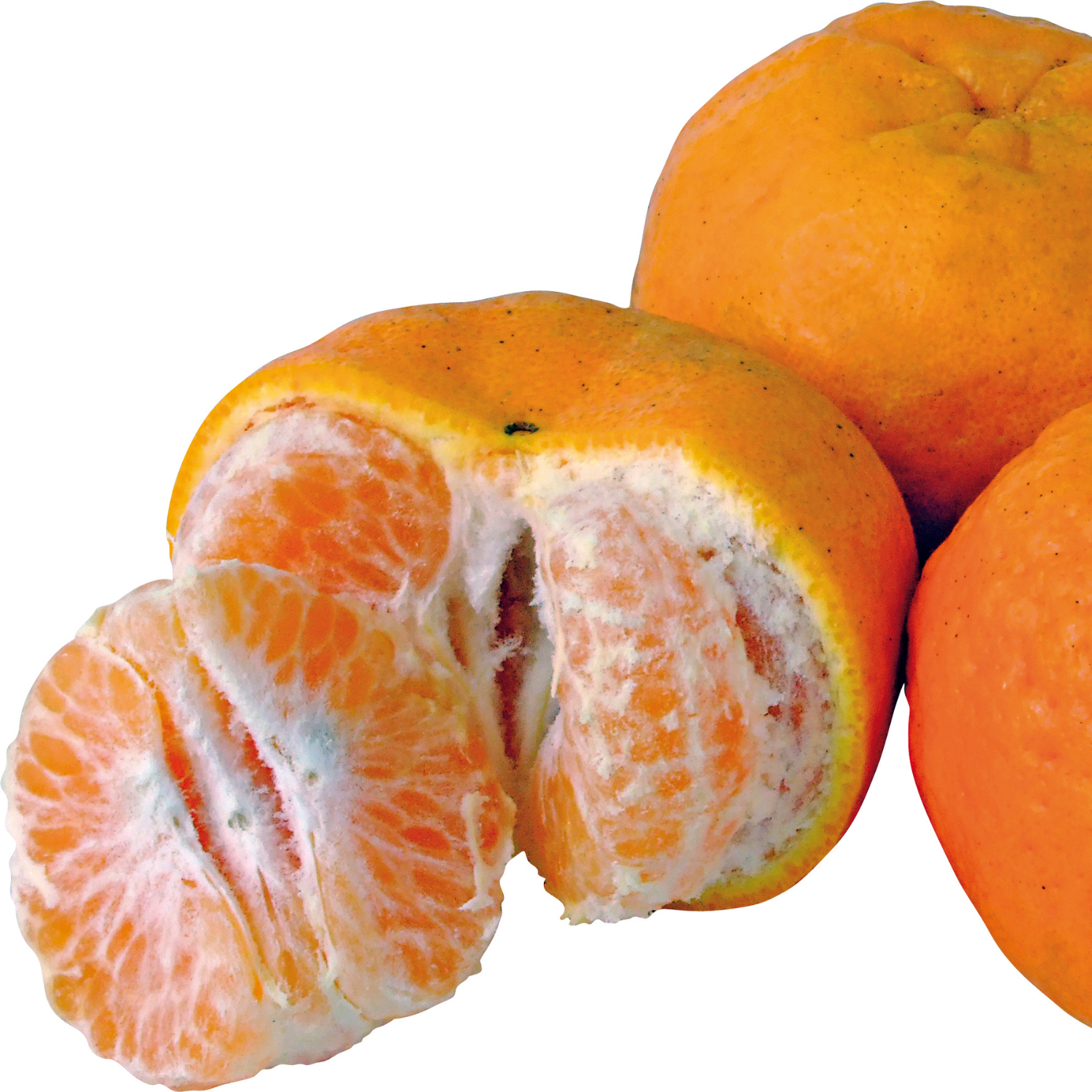 Live Ponkan Mandarin Tree, Mandarin Orange Tree Live Plant, Live Ponkan Mandarin Tree, Outdoor Mandarin Orange Tree From 2 Feet Tall In Large Pot - Image 3