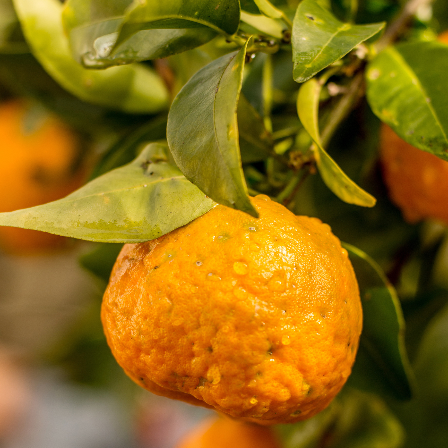 Live Ponkan Mandarin Tree, Mandarin Orange Tree Live Plant, Live Ponkan Mandarin Tree, Outdoor Mandarin Orange Tree From 2 Feet Tall In Large Pot - Image 4