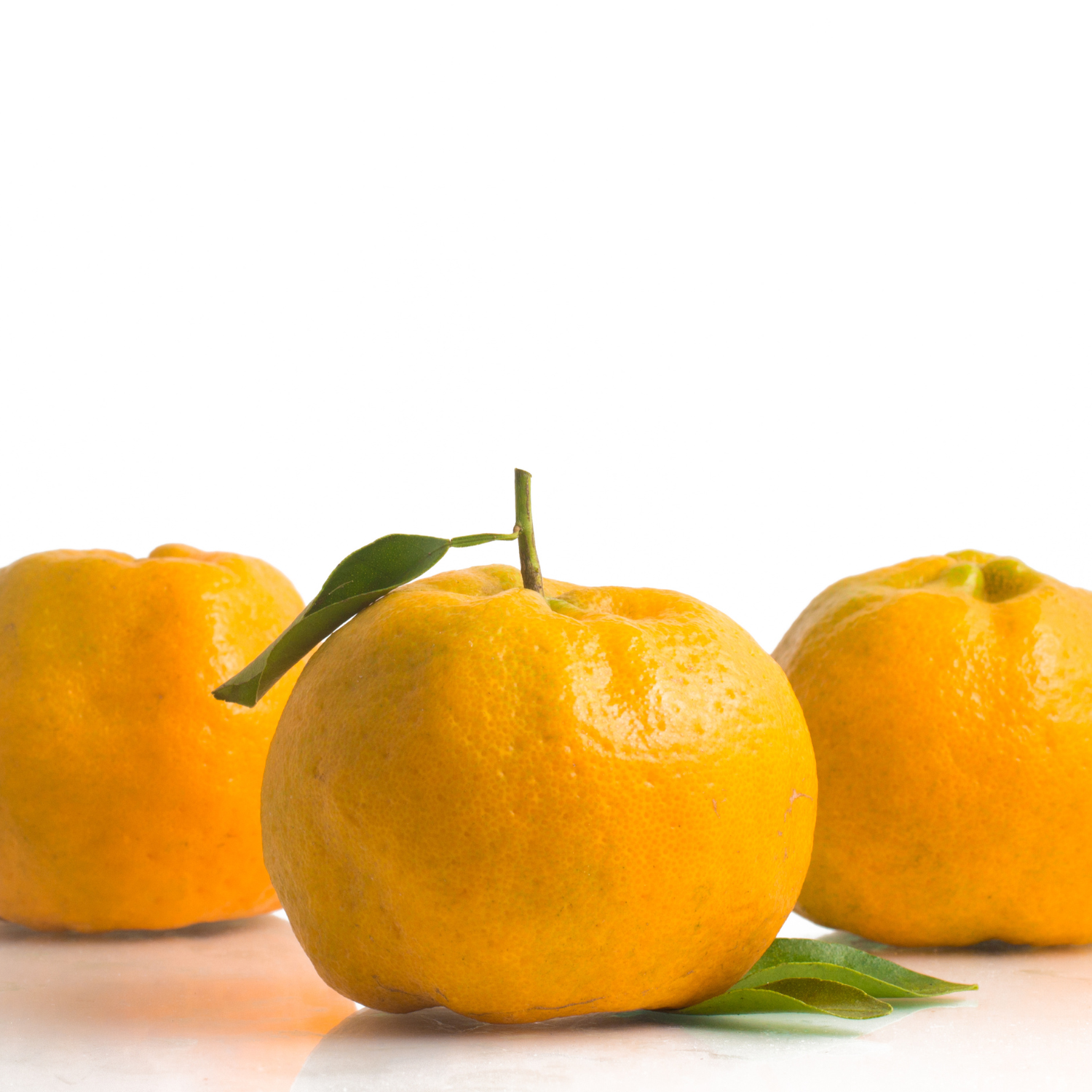 Live Ponkan Mandarin Tree, Mandarin Orange Tree Live Plant, Live Ponkan Mandarin Tree, Outdoor Mandarin Orange Tree From 2 Feet Tall In Large Pot - Image 5