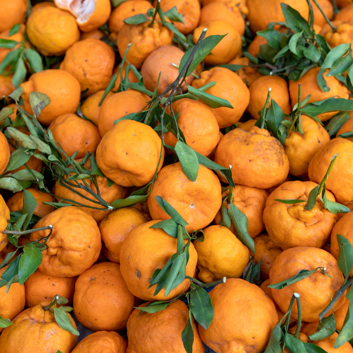 Ponkan Mandarin Tree Live, Mandarin Plant For Planting, Fruit Mandarin Tree, Ponkan Mandarin Tree Outdoor Live From 2 To 3 Feet Tall In Pot