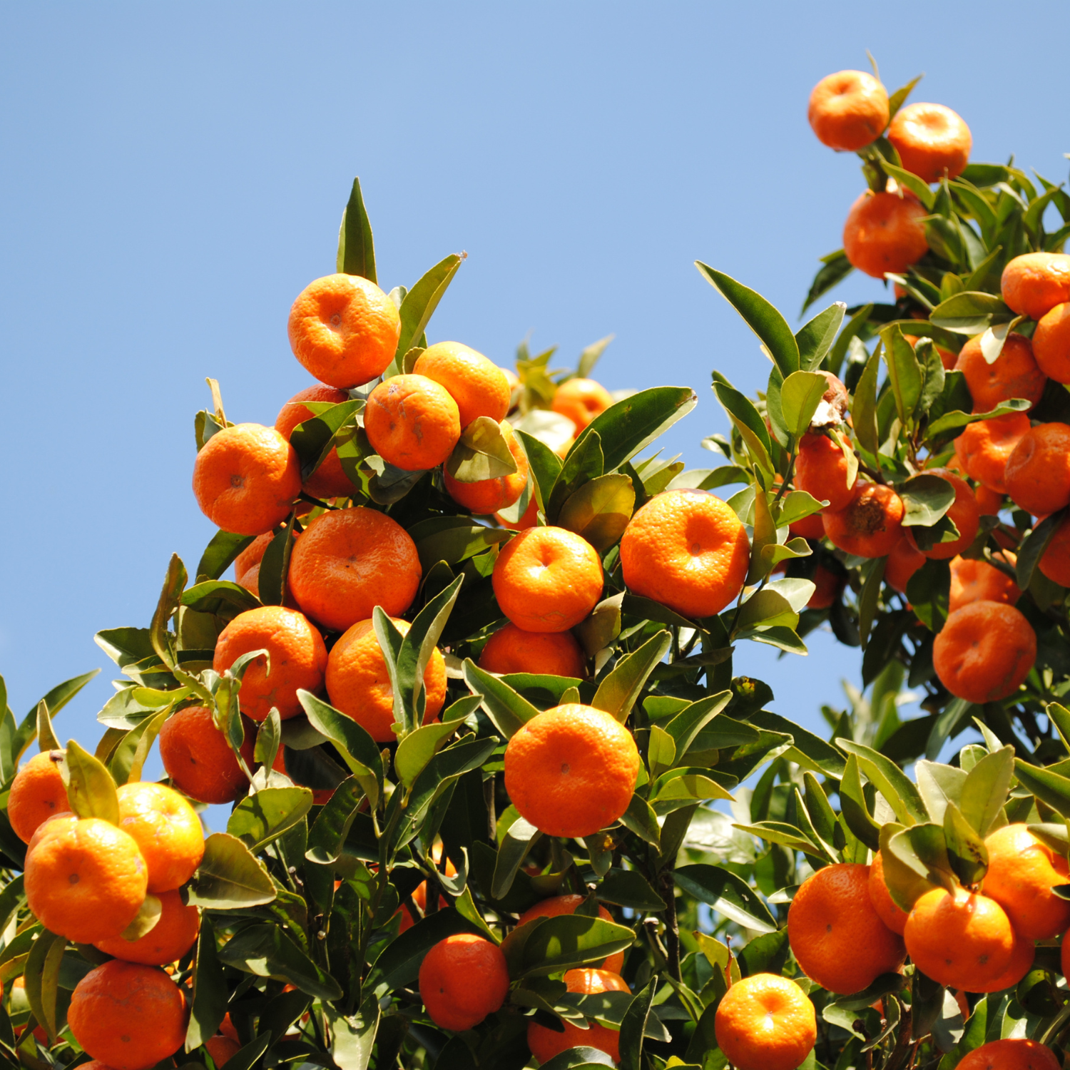 Ponkan Mandarin Tree Live, Mandarin Plant For Planting, Fruit Mandarin Tree, Ponkan Mandarin Tree Outdoor Live From 2 To 3 Feet Tall In Pot - Image 2