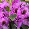 Purple Rhododendron Plant Live, Azalea Plants, Rhododendron Azalea Bushes Ready To Plant, Full Sun Outdoor Plants