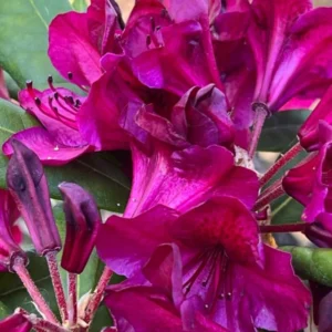 Dark Red Rhododendron Plant Live, Azalea Plants, Rhododendron Azalea Bushes Ready To Plant, Full Sun Outdoor Plants