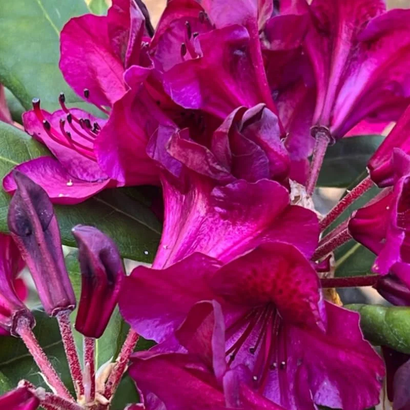 Dark Red Rhododendron Plant Live, Azalea Plants, Rhododendron Azalea Bushes Ready To Plant, Full Sun Outdoor Plants