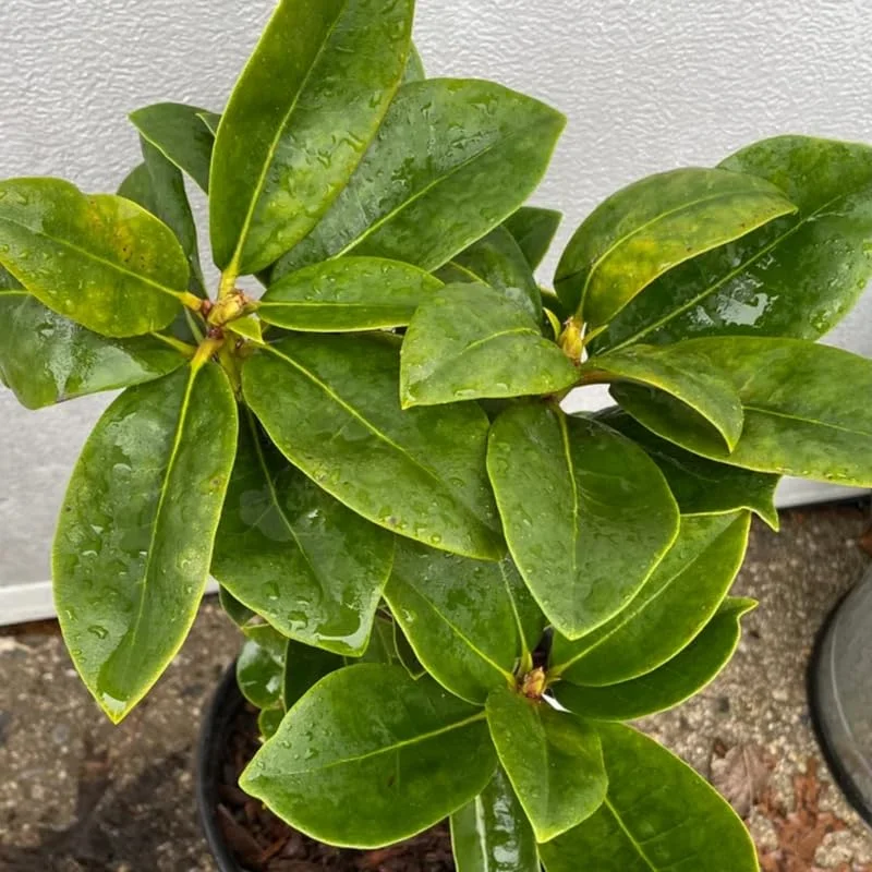 Light Red Rhododendron Plant Live, Azalea Plants, Rhododendron Azalea Bushes Ready To Plant, Full Sun Outdoor Plants