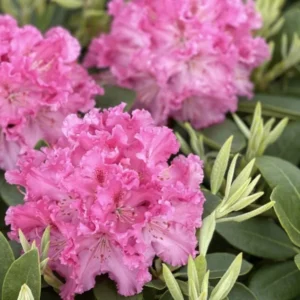 Pink Rhododendron Plant Live, Azalea Plants, Rhododendron Azalea Bushes Ready To Plant, Full Sun Outdoor Plants