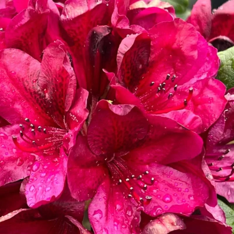 Dark Red Rhododendron Plant Live, Azalea Plants, Rhododendron Azalea Bushes Ready To Plant, Full Sun Outdoor Plants