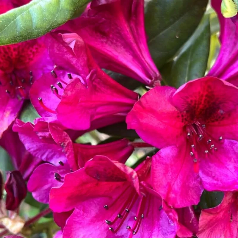 Dark Red Rhododendron Plant Live, Azalea Plants, Rhododendron Azalea Bushes Ready To Plant, Full Sun Outdoor Plants