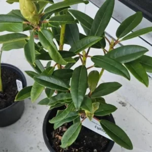 Light Red Rhododendron Plant Live, Azalea Plants, Rhododendron Azalea Bushes Ready To Plant, Full Sun Outdoor Plants