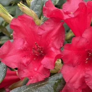 Light Red Rhododendron Plant Live, Azalea Plants, Rhododendron Azalea Bushes Ready To Plant, Full Sun Outdoor Plants
