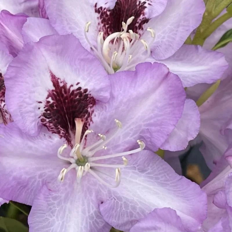 Light Blue Rhododendron Plant Live, Azalea Plants, Rhododendron Azalea Bushes Ready To Plant, Full Sun Outdoor Plants