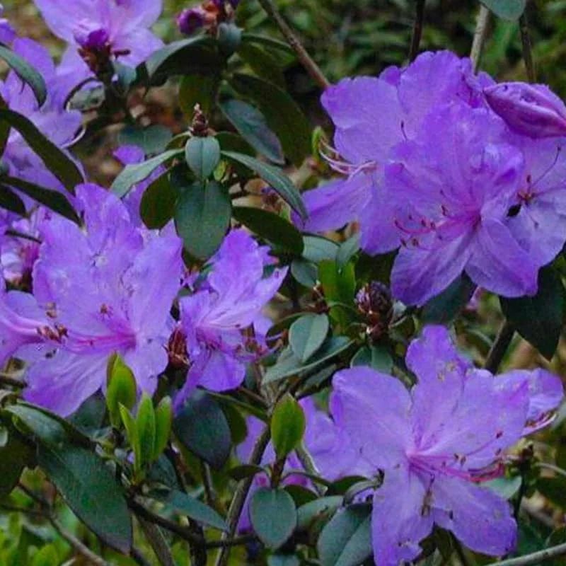 Blue Rhododendron Plant Live, Azalea Plants, Rhododendron Azalea Bushes Ready To Plant, Full Sun Outdoor Plants