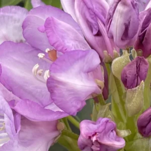 Light Blue Rhododendron Plant Live, Azalea Plants, Rhododendron Azalea Bushes Ready To Plant, Full Sun Outdoor Plants